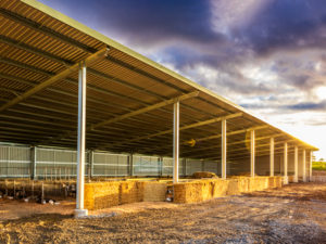 Calf rearing shed Bairnsdale Engineering