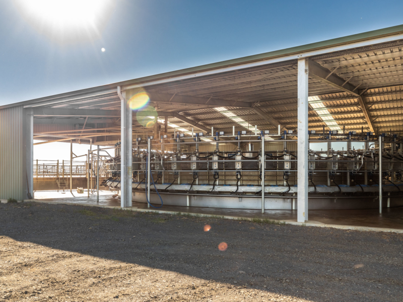 dairy-sheds-economical-customisable-bairnsdale-engineering-vic