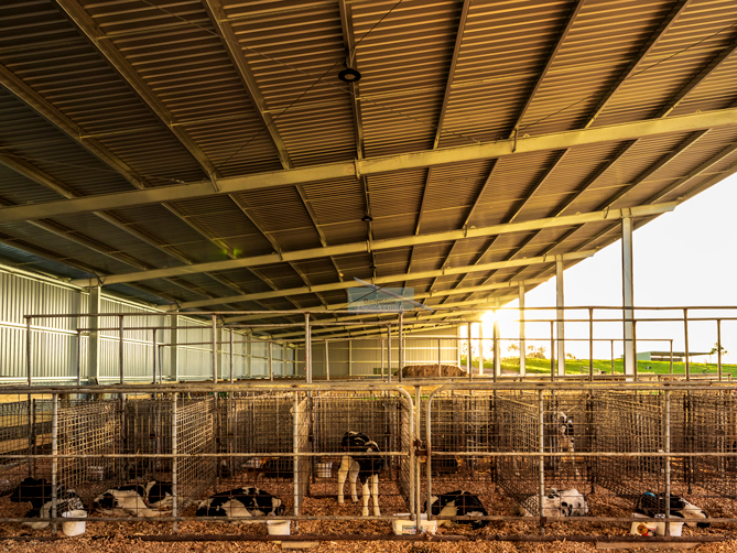 Calf rearing shed