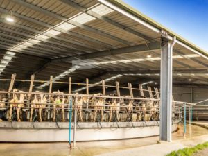 Universal beam dairy shed