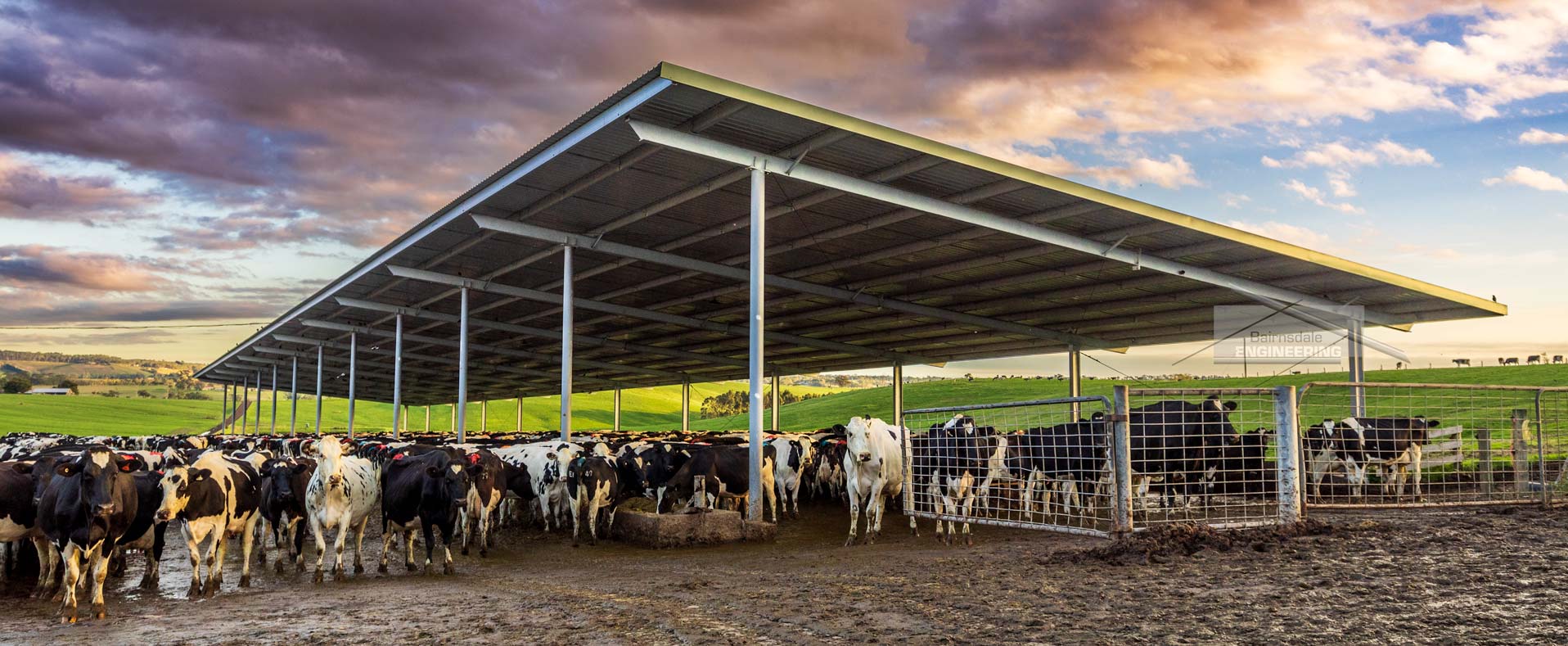 Calving barn Bairnsdale Sheds