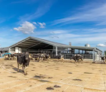 dairy shed