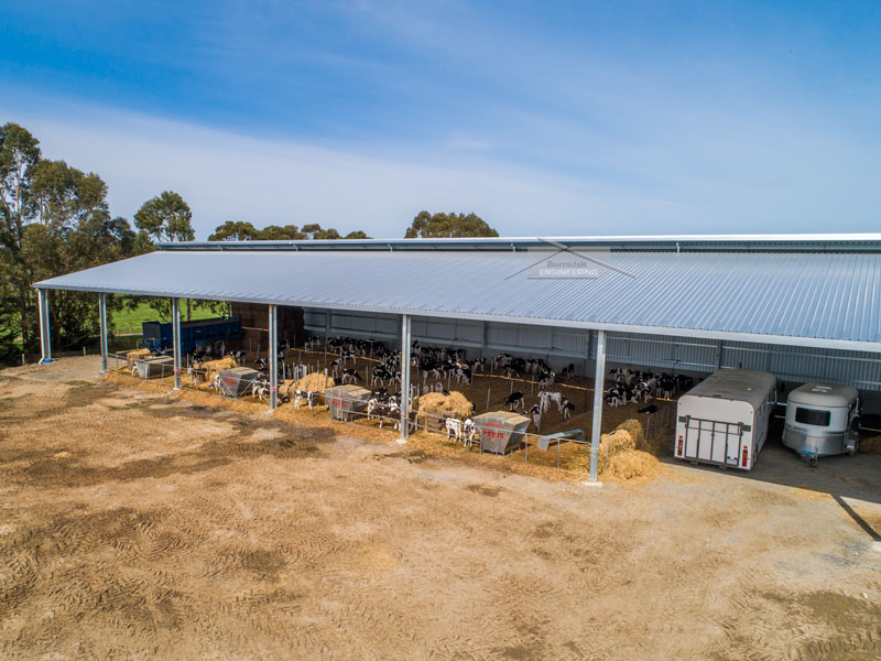 Dairy calf shed