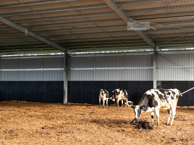 Dairy calving barn