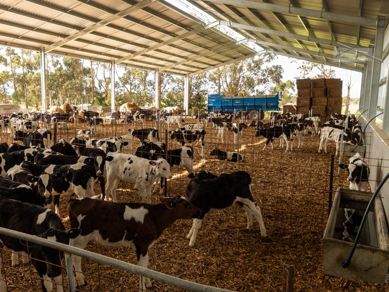 Universal Beam calf shed