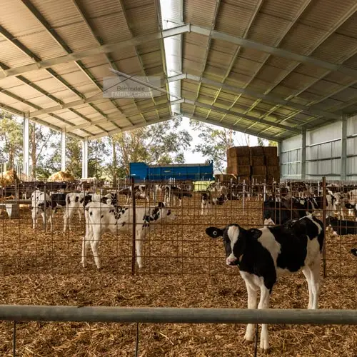 Kahli - Calf Shed, Longwarry VIC