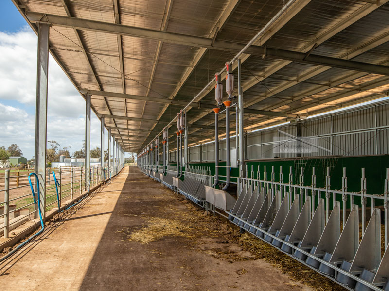 Universal beam calf shed